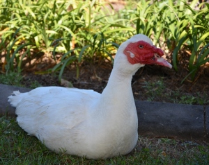 muscovy duck (reduced)